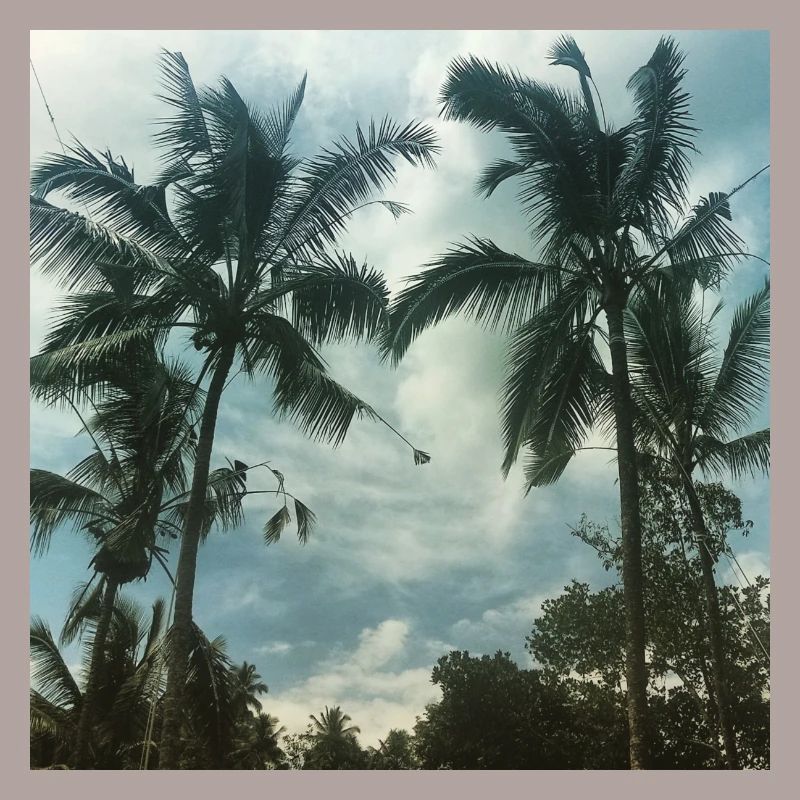 palm trees