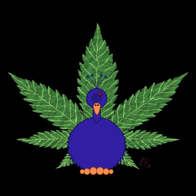 Peacock Canna à
