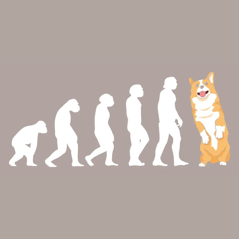 Évolution du chien Corgi