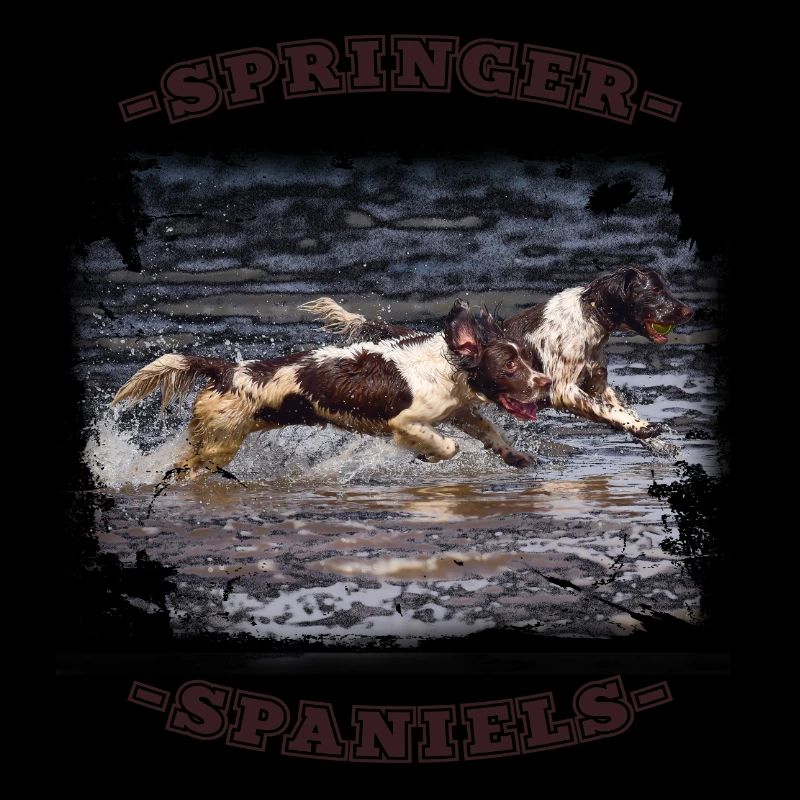 Photo de chiens Springer Spaniel