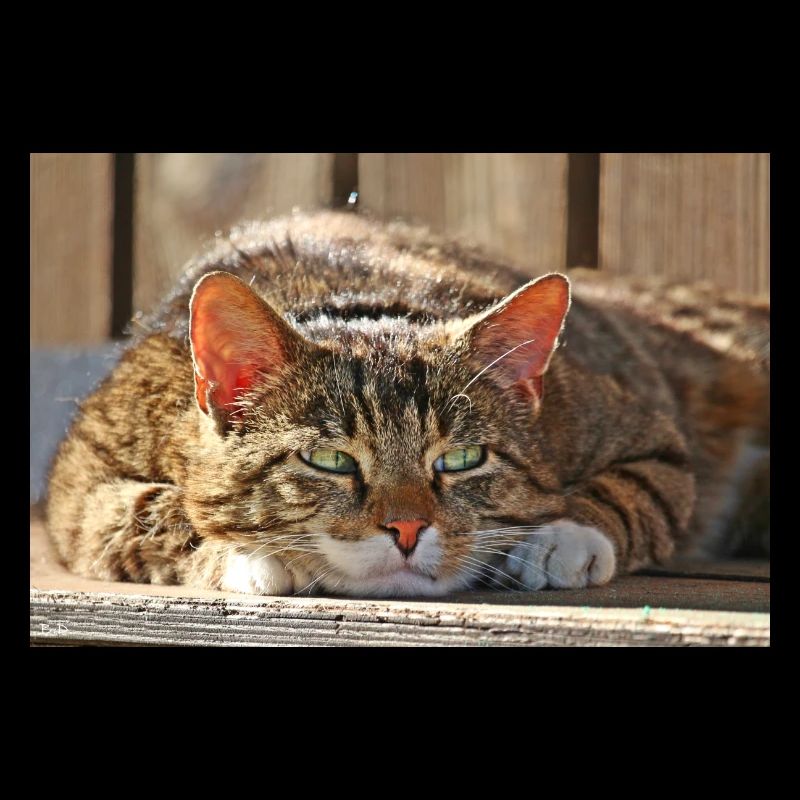 Katzen