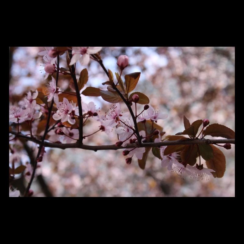 Blühender Baum (Myrobolan oder Kirschpflaume)
