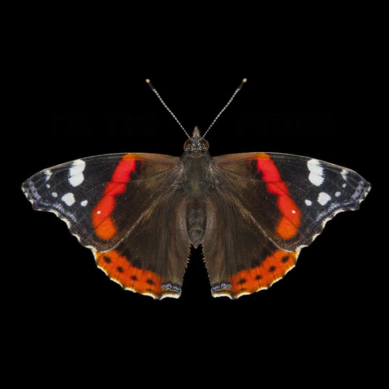 Butterfly text