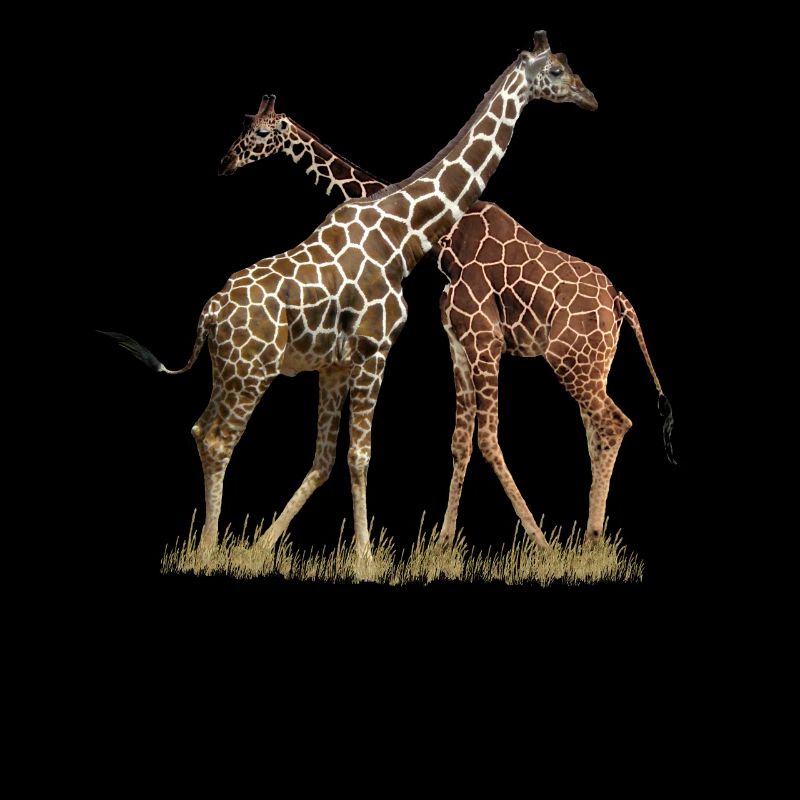 Net giraffes - Girafffe - Kenya / Africa