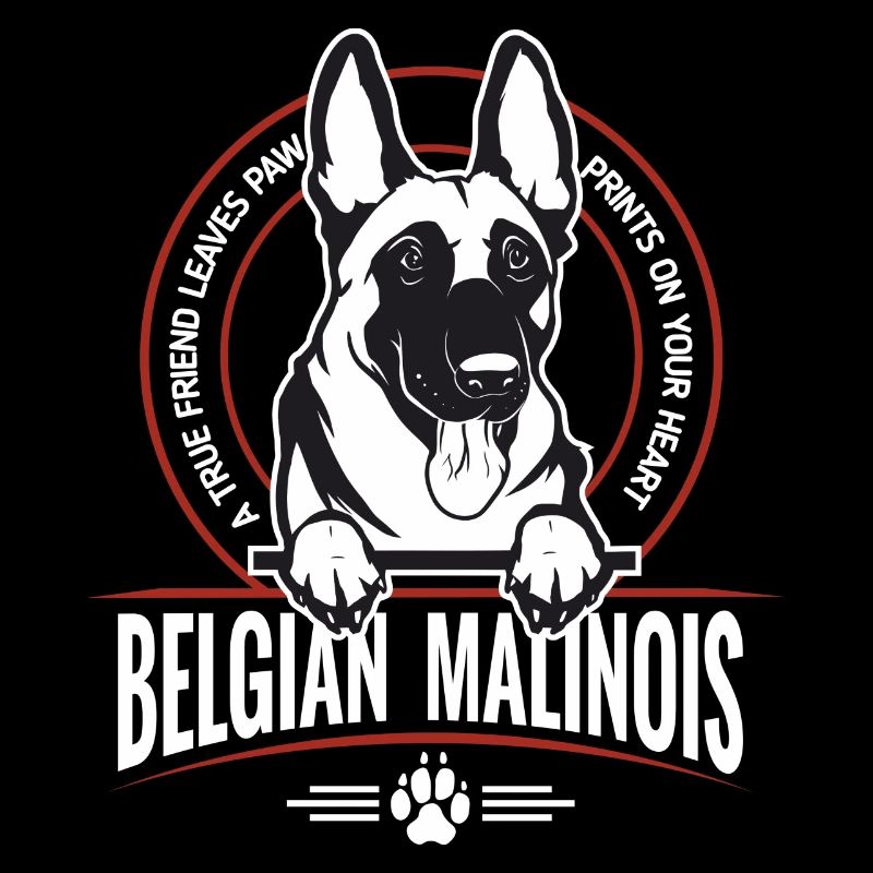 Belgian Malinois