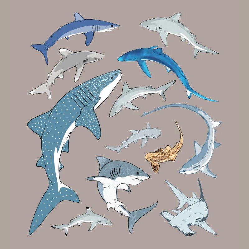 Requin bleu, requin-baleine, requin-marteau, requin requin, espèce de requin
