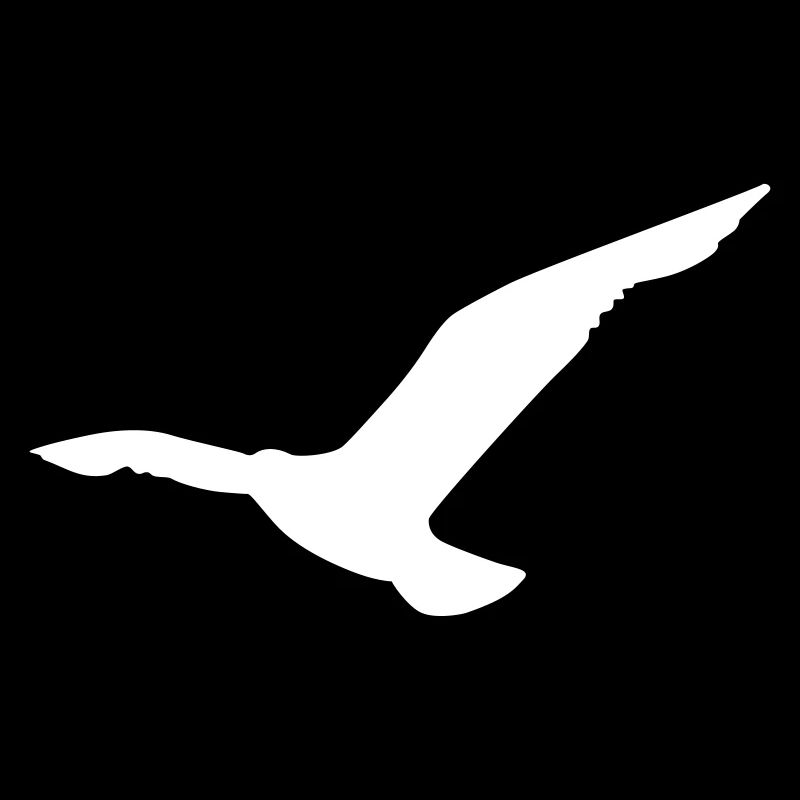 seagull mouette
