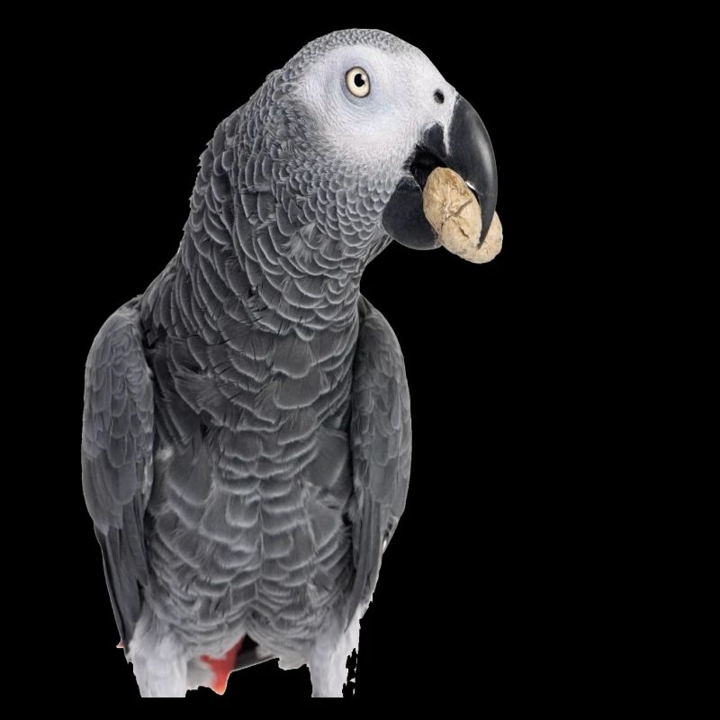 Gabon grey