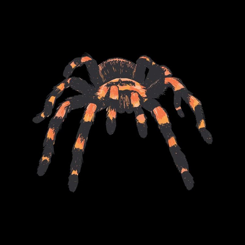 Araignée araignée araignée