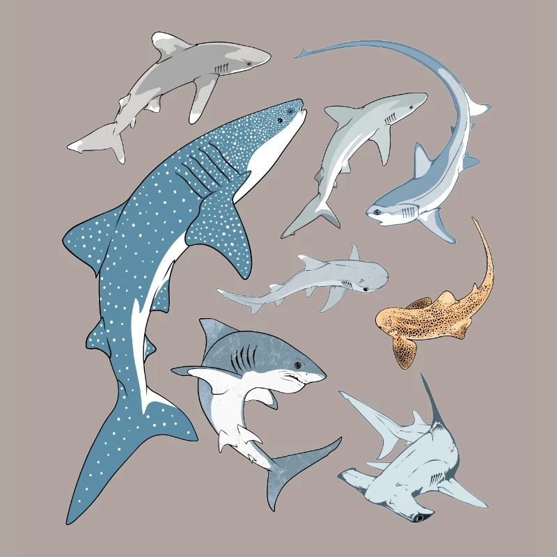 Types de requins Espèces de requins