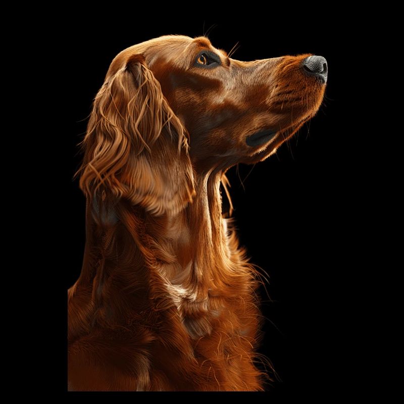 Setter irlandais