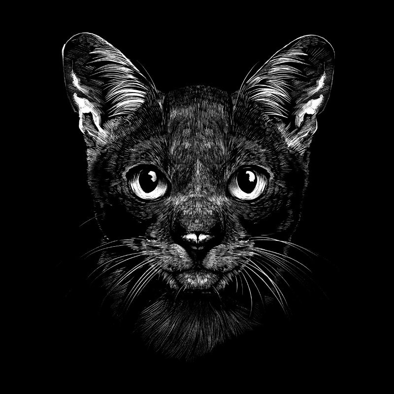 Propriétaire de chat chat