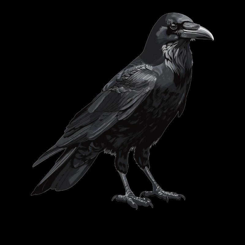 Krähen Krähe