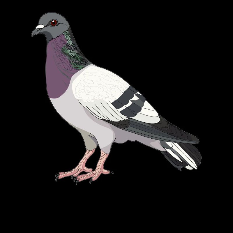 Tauben Taube