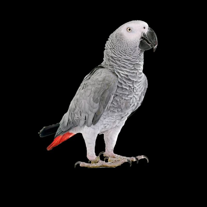 Perroquet gris d'Afrique