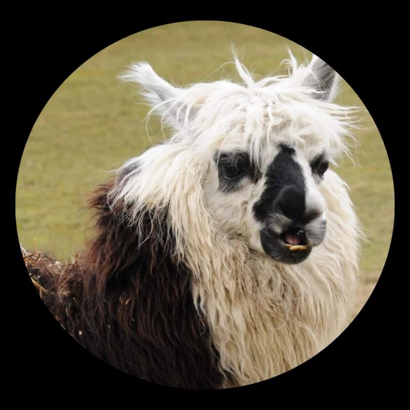 Ein geflecktes Lama