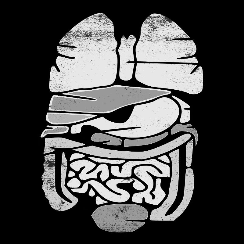 Organes internes Conception de l’anatomie humaine