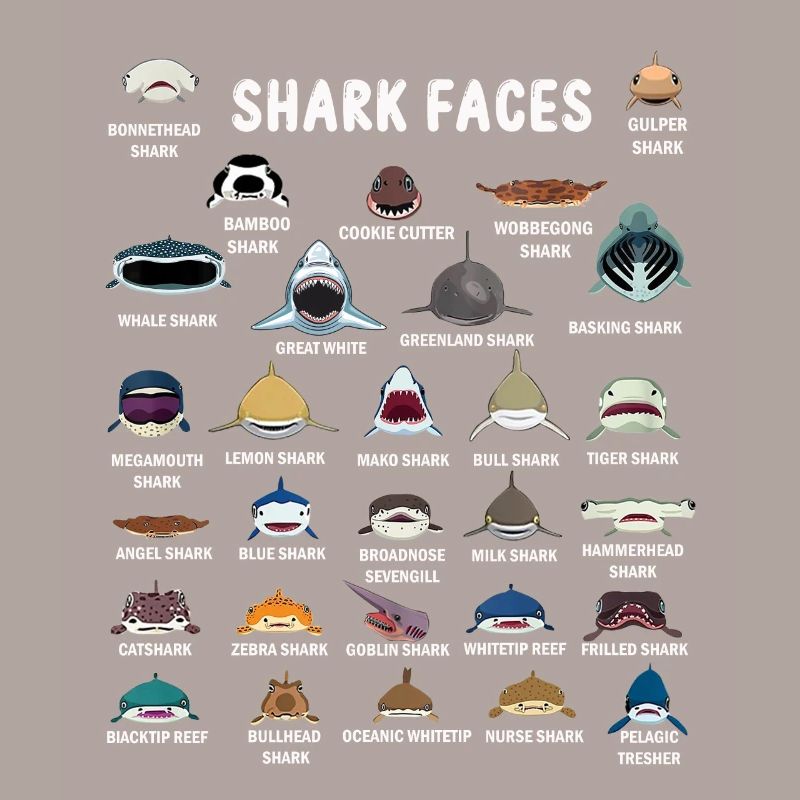 Types de visages de requin. Identification du visage du requin