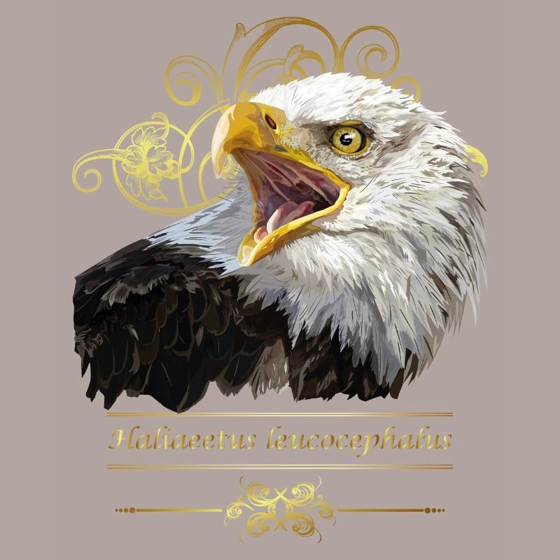 Bald eagle