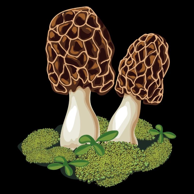 Morel le champignon préféré des cueilleurs de champignons