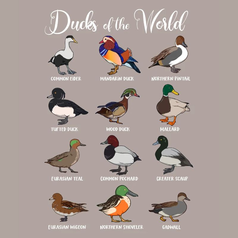 Différentes espèces de canards - Canards du monde