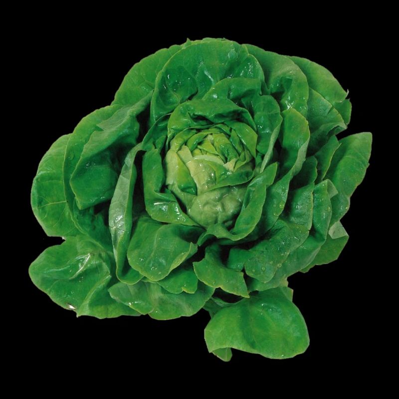 salade