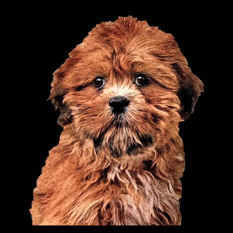 Lhasa Apso