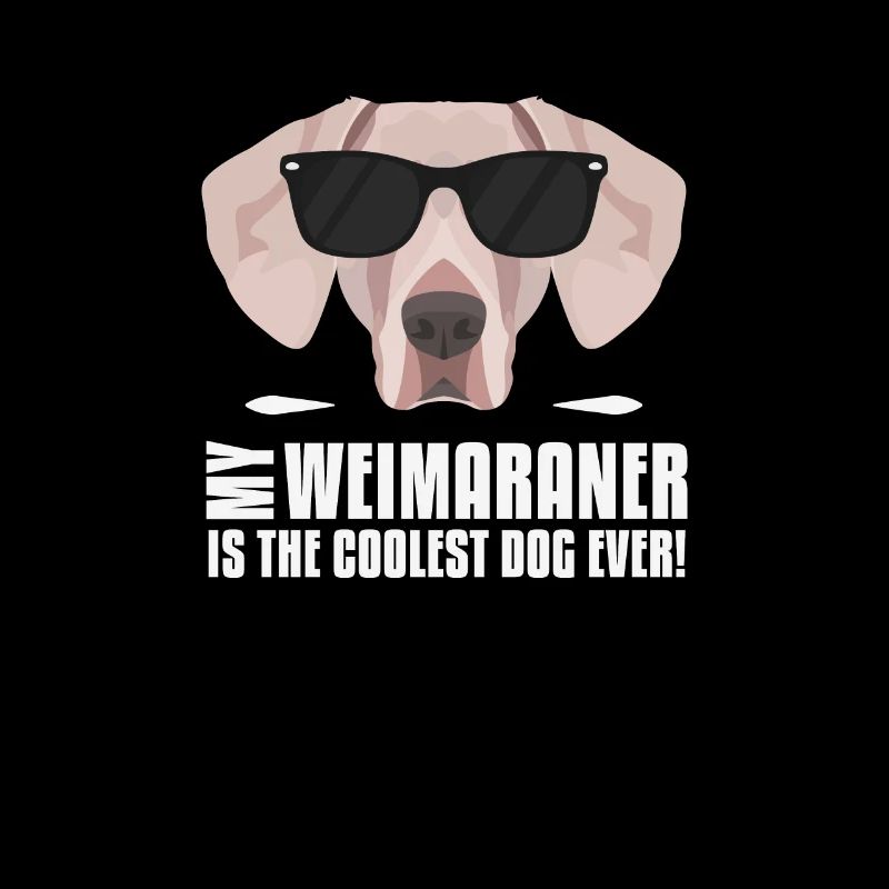 Mon Weimaraner est le plus cool