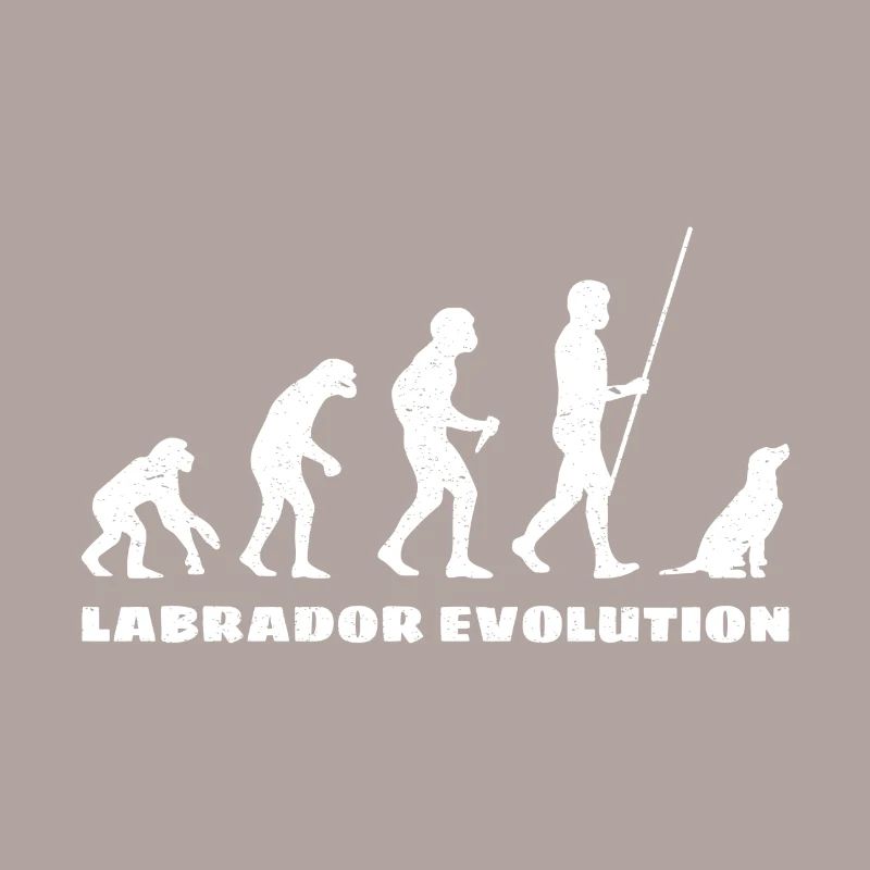 Évolution du Labrador