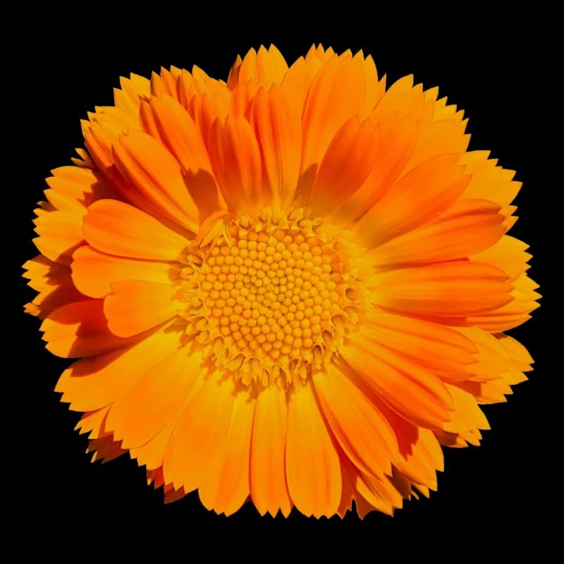 Fleur Blossom