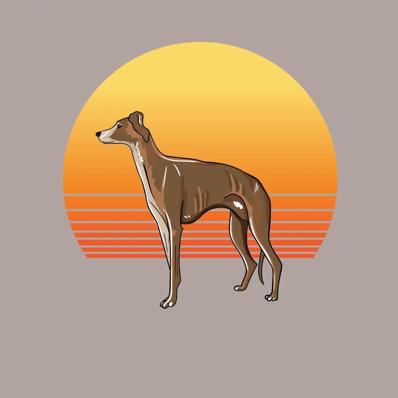 Soleil de lévrier
