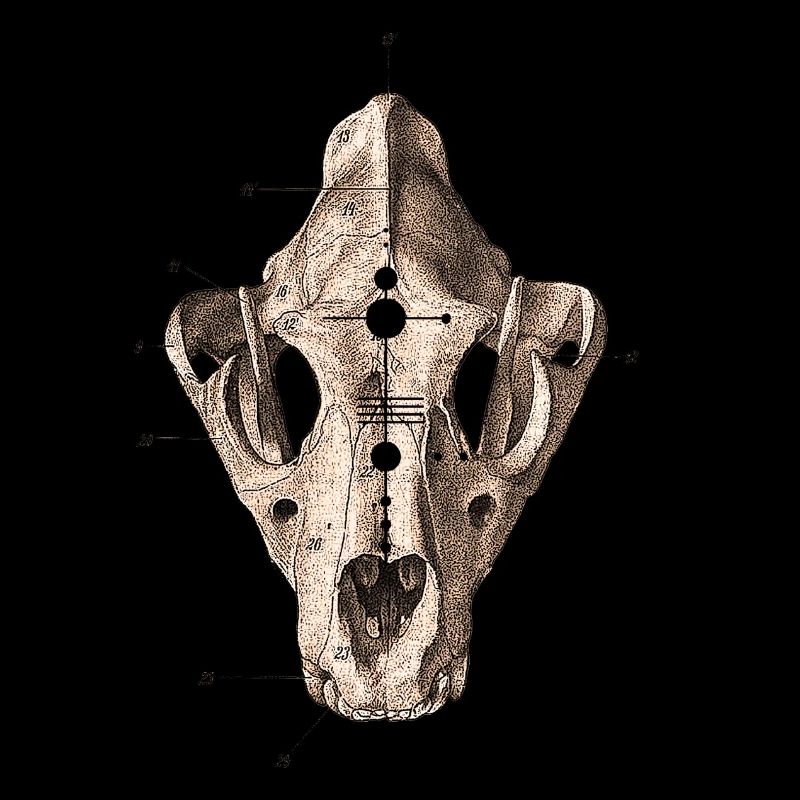 Crâne Animaux - Crâne