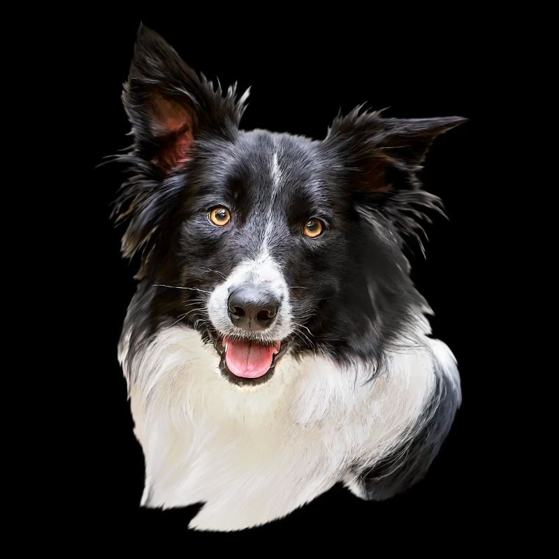 Border Collie Dog Head