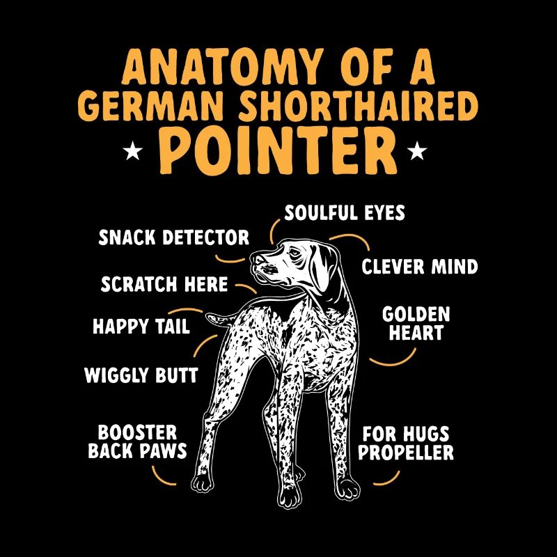 Deutsch Kurzhaar GSP Hund