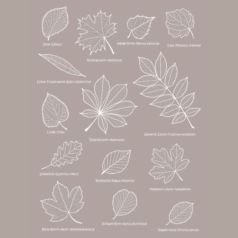 Leaves, foliage, deciduous tree, leaf, herbal tree