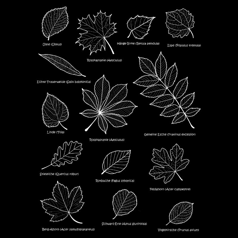 Feuilles, feuillage, arbre à feuilles caduques, feuille, arbre à base de plantes