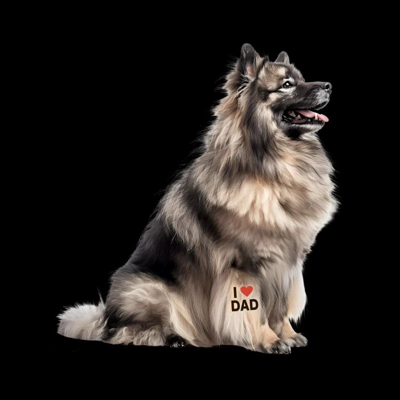 Keeshond Dad Papa