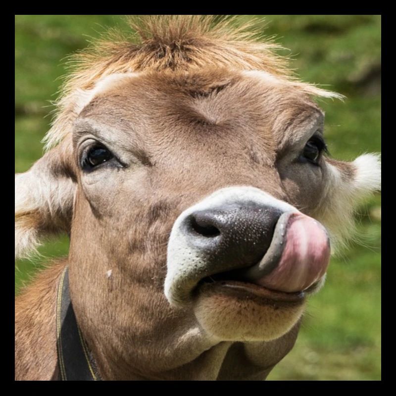 Jeune vache lèche ses lèvres