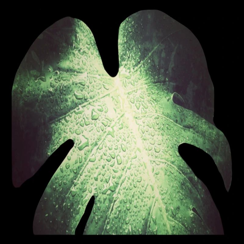 Monstera