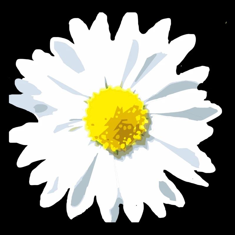 Gänseblume Blume
