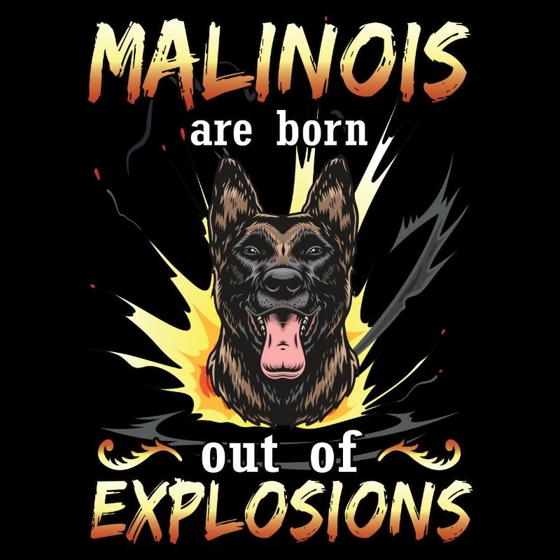 Schäferhund -Malinois Hund -Belgischer Schäferhund