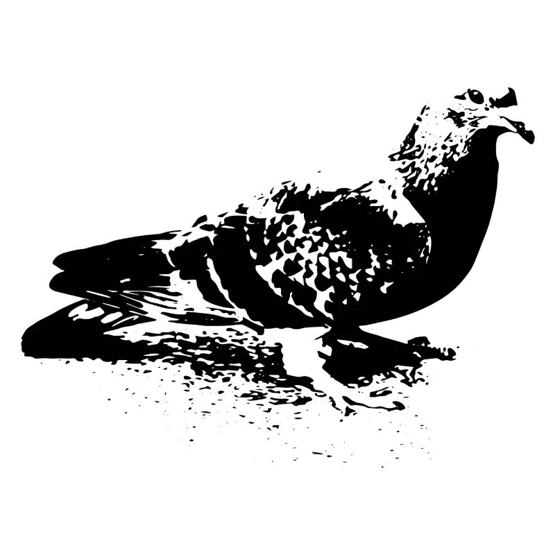 colombe