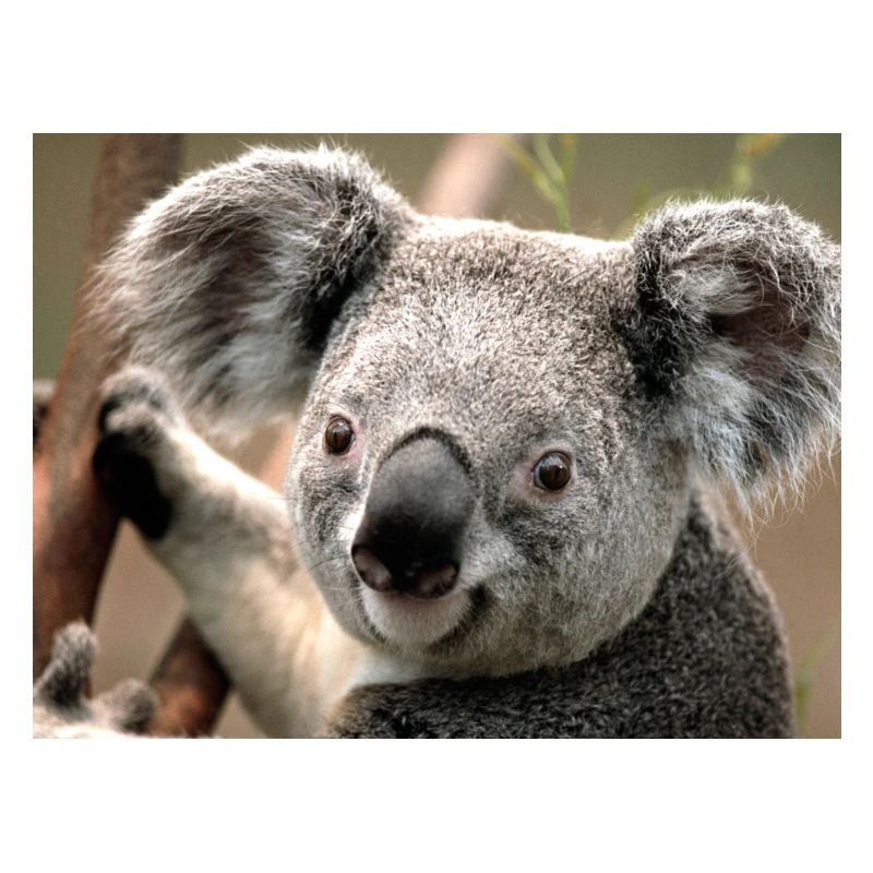 Koala bear