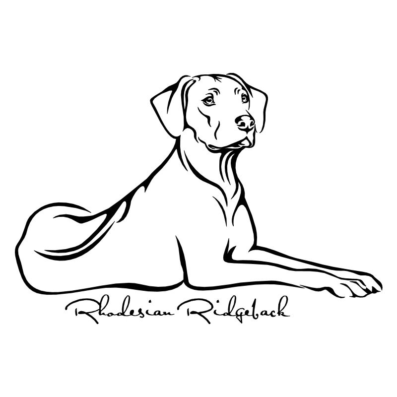 Rhodesian Ridgeback liegend mit Ridge