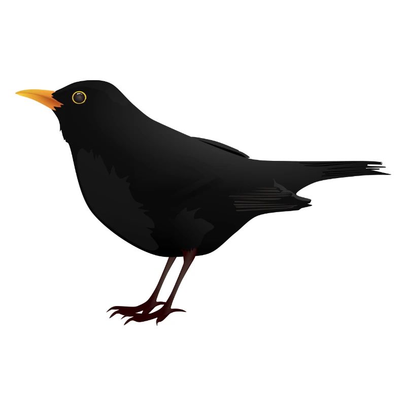 Amsel Drossel Star Vogel Geschenk Geschenkidee