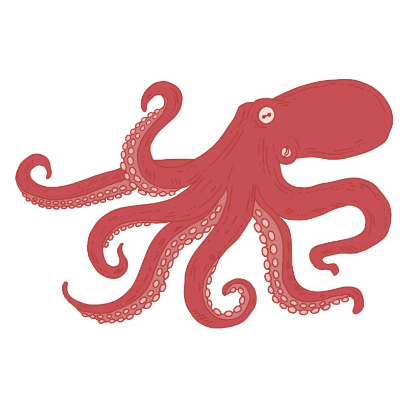 Octopus - squid