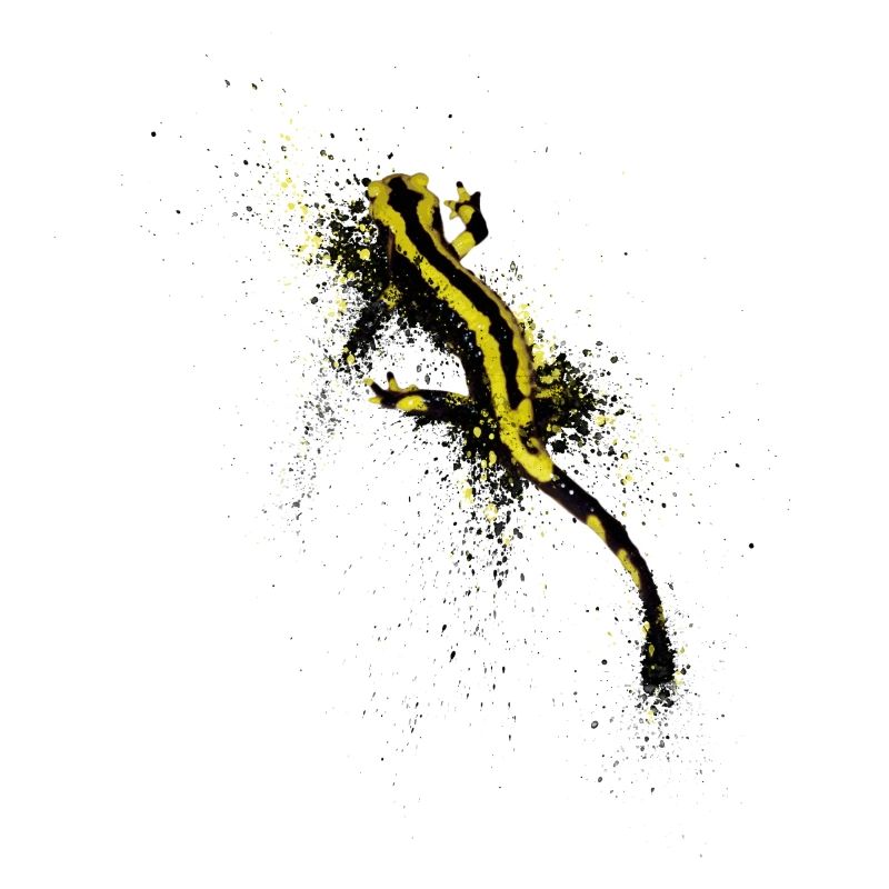 Dappled Salamander