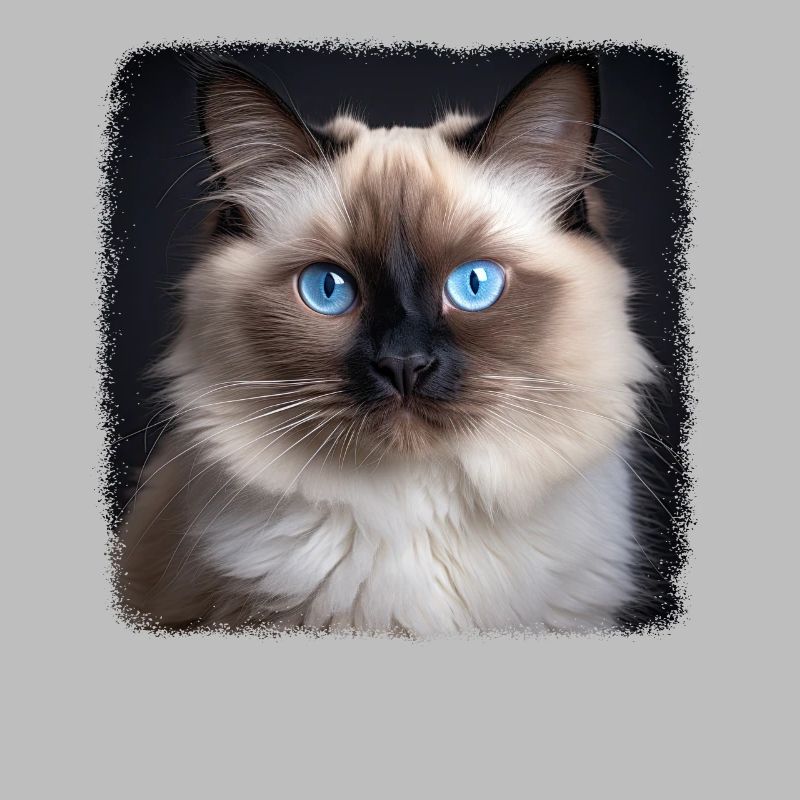 Birman Cat Birma Katze