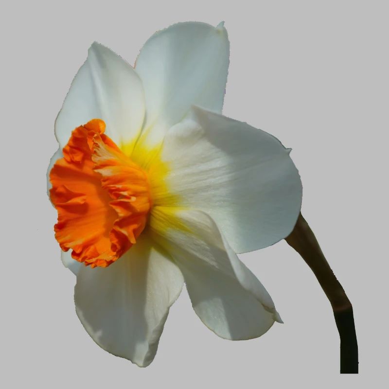 La jonquille est une fleur printanière