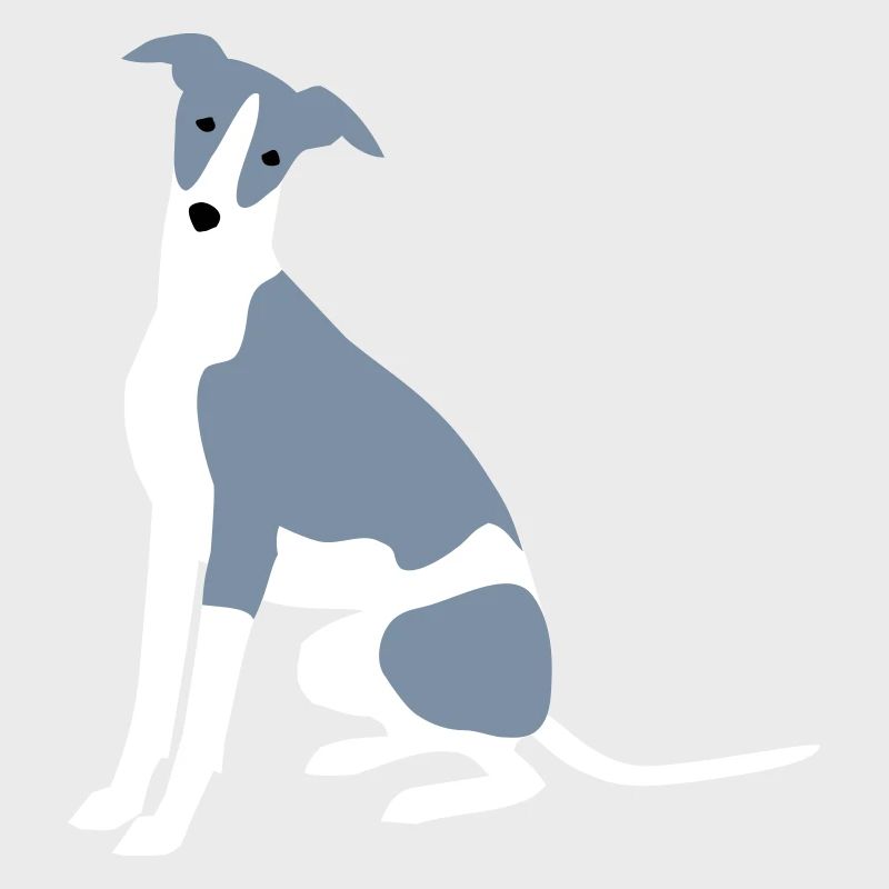 Whippet